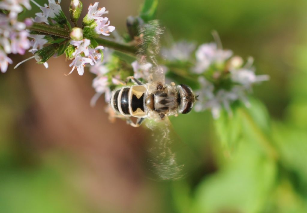 Quale Eristalis?  Eristalis cfr. arbustorum